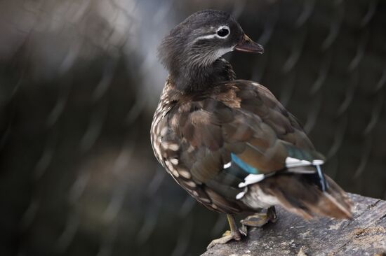 Московский зоопарк