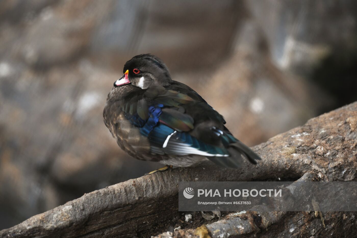 Московский зоопарк