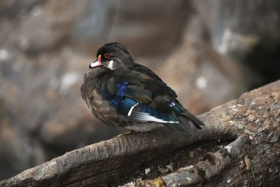 Московский зоопарк