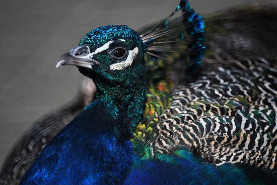 Московский зоопарк