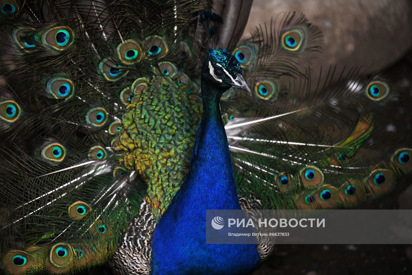 Московский зоопарк