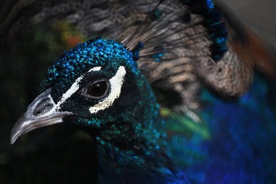 Московский зоопарк