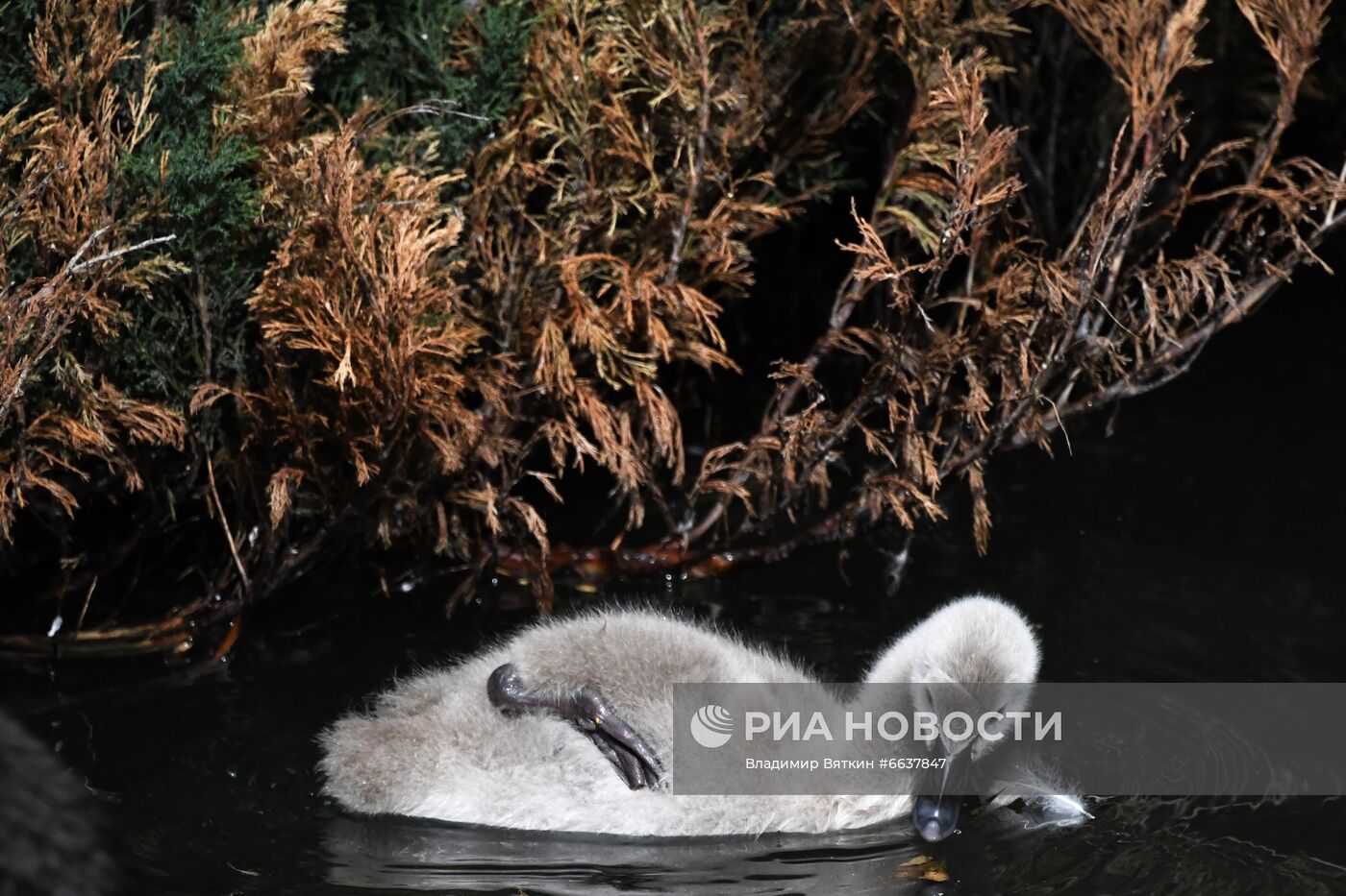 Московский зоопарк