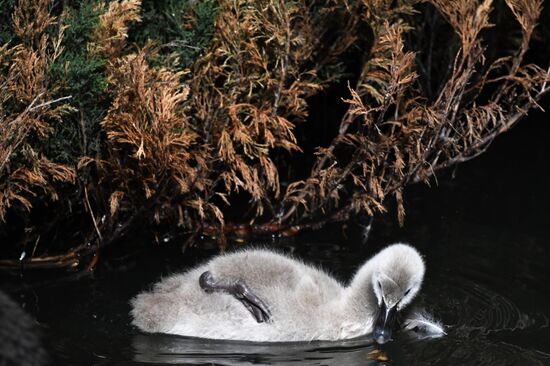 Московский зоопарк