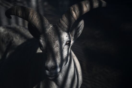 Московский зоопарк