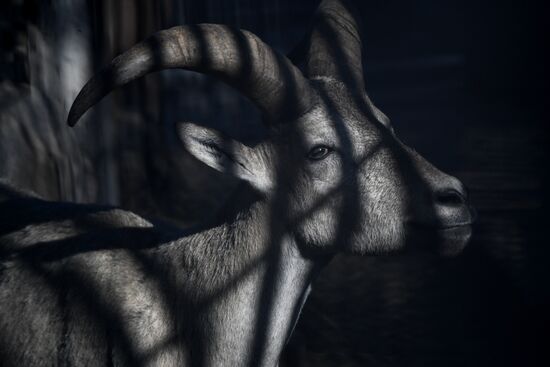 Московский зоопарк