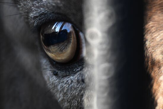 Московский зоопарк