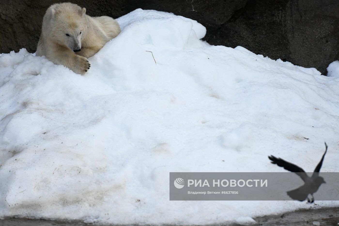 Московский зоопарк