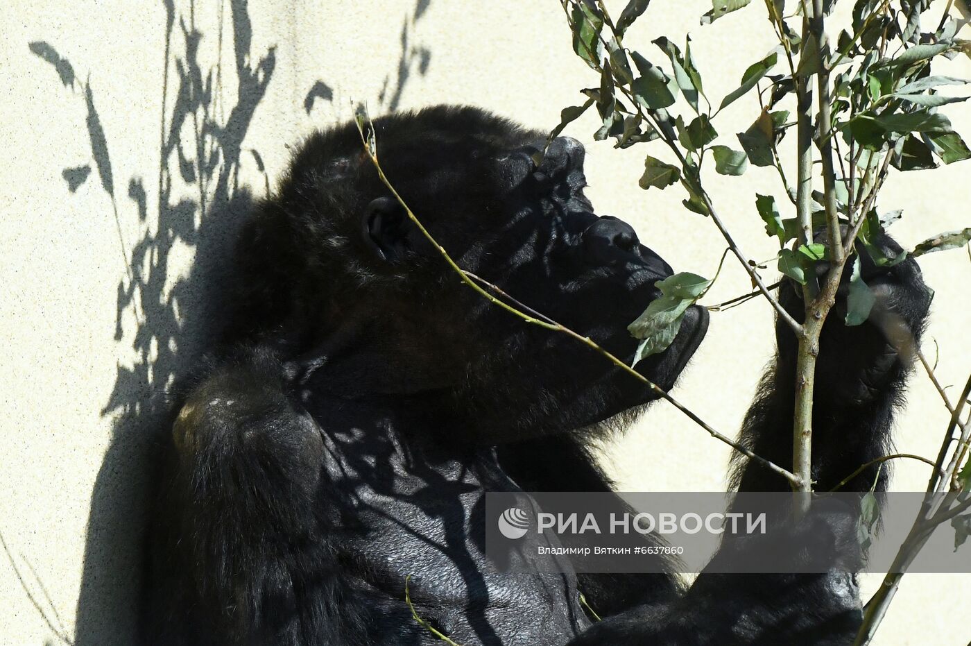 Московский зоопарк