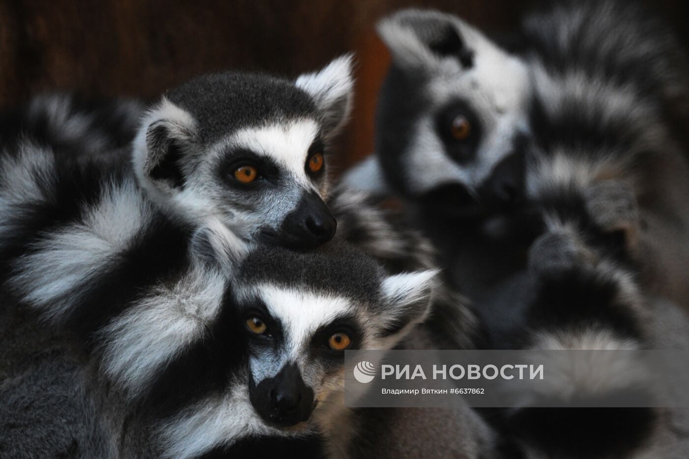 Московский зоопарк