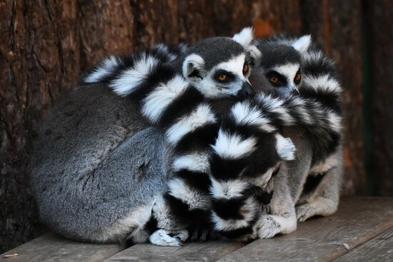 Московский зоопарк