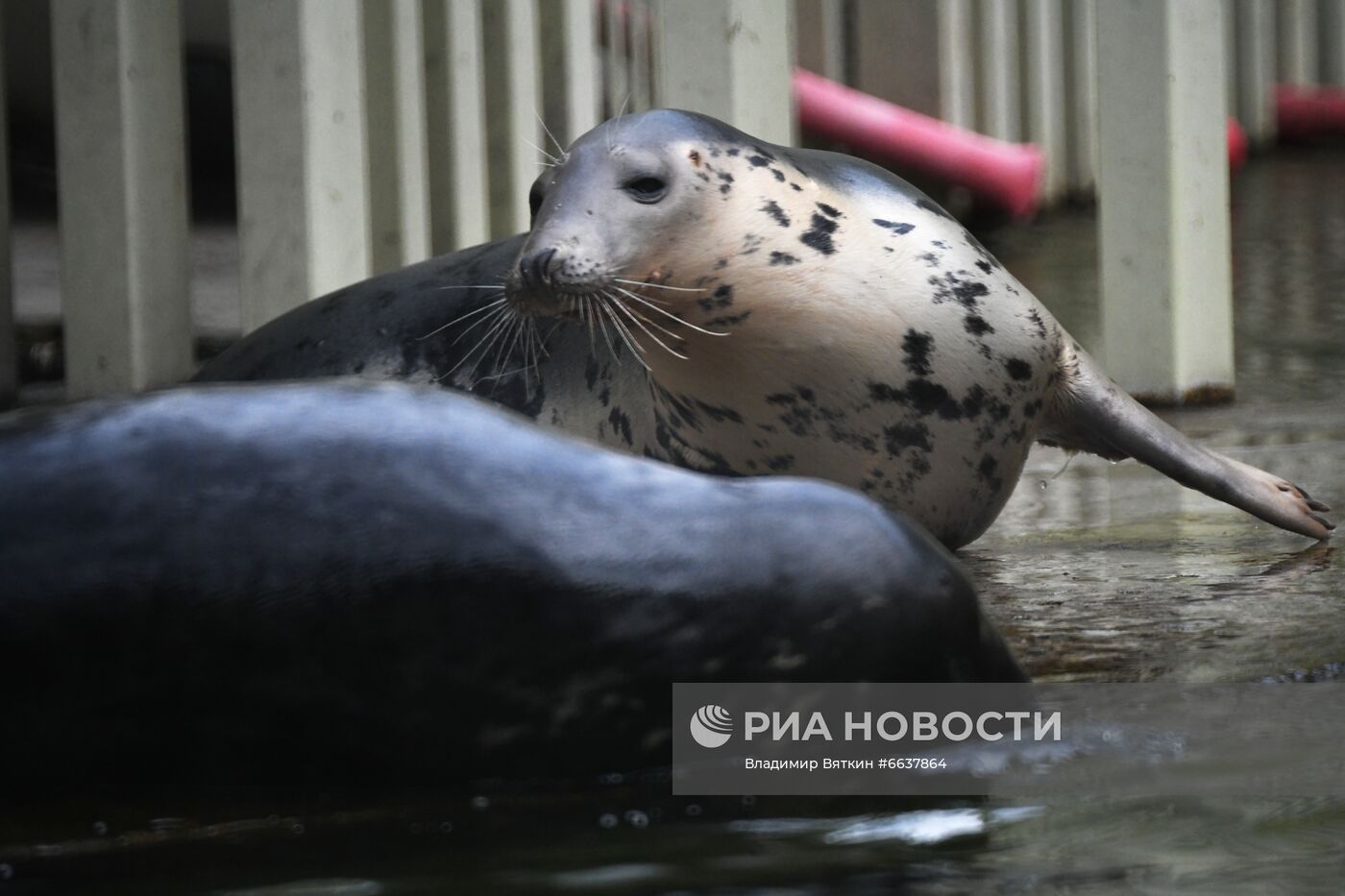 Московский зоопарк