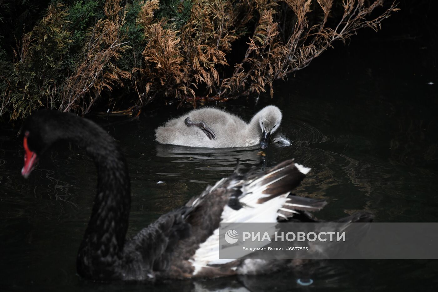 Московский зоопарк
