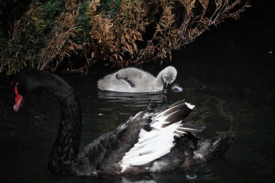 Московский зоопарк
