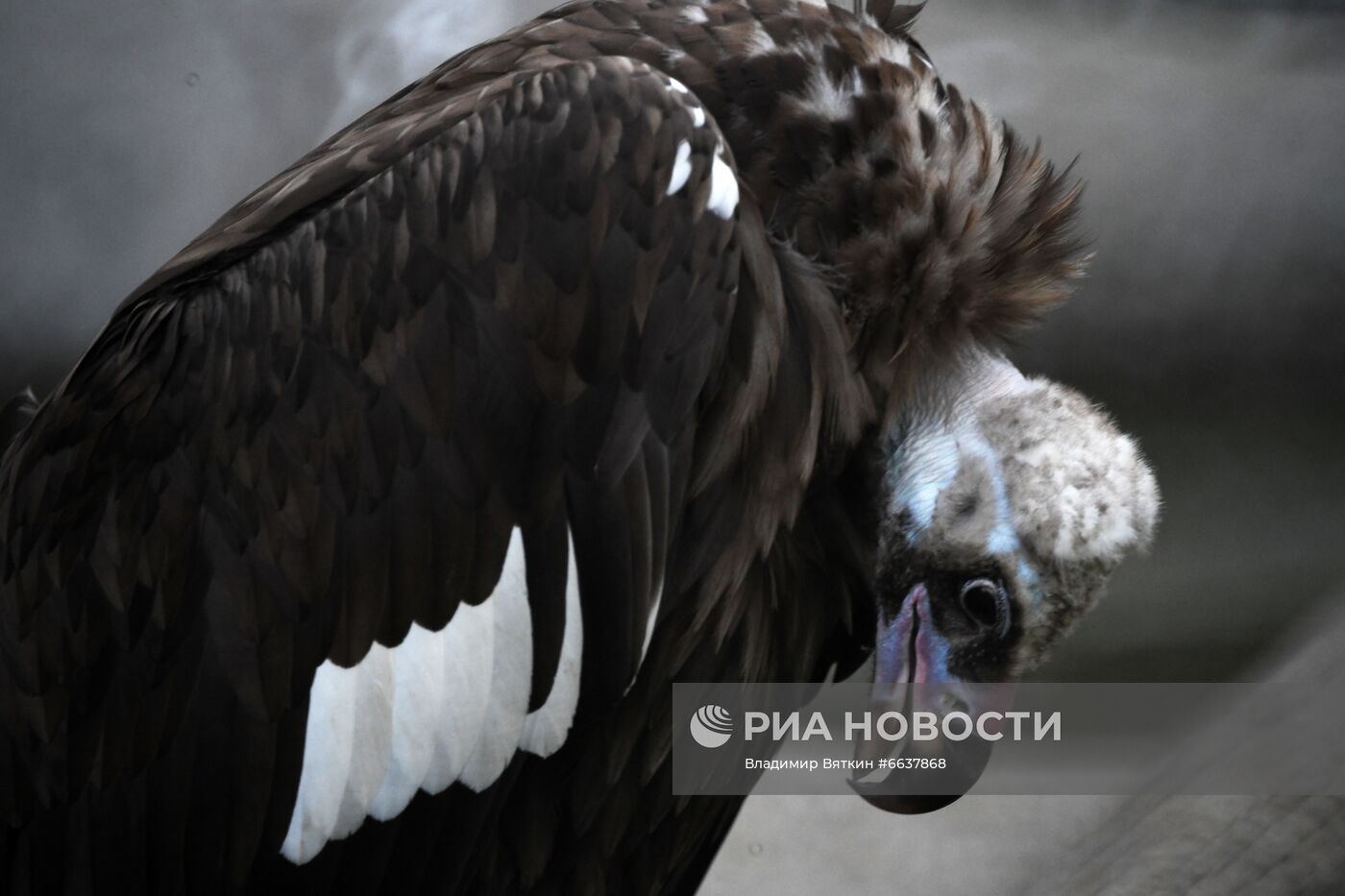 Московский зоопарк