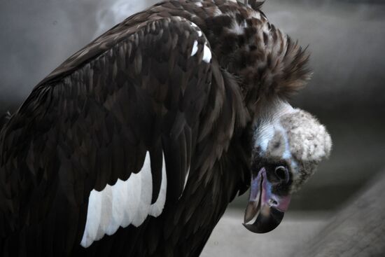 Московский зоопарк