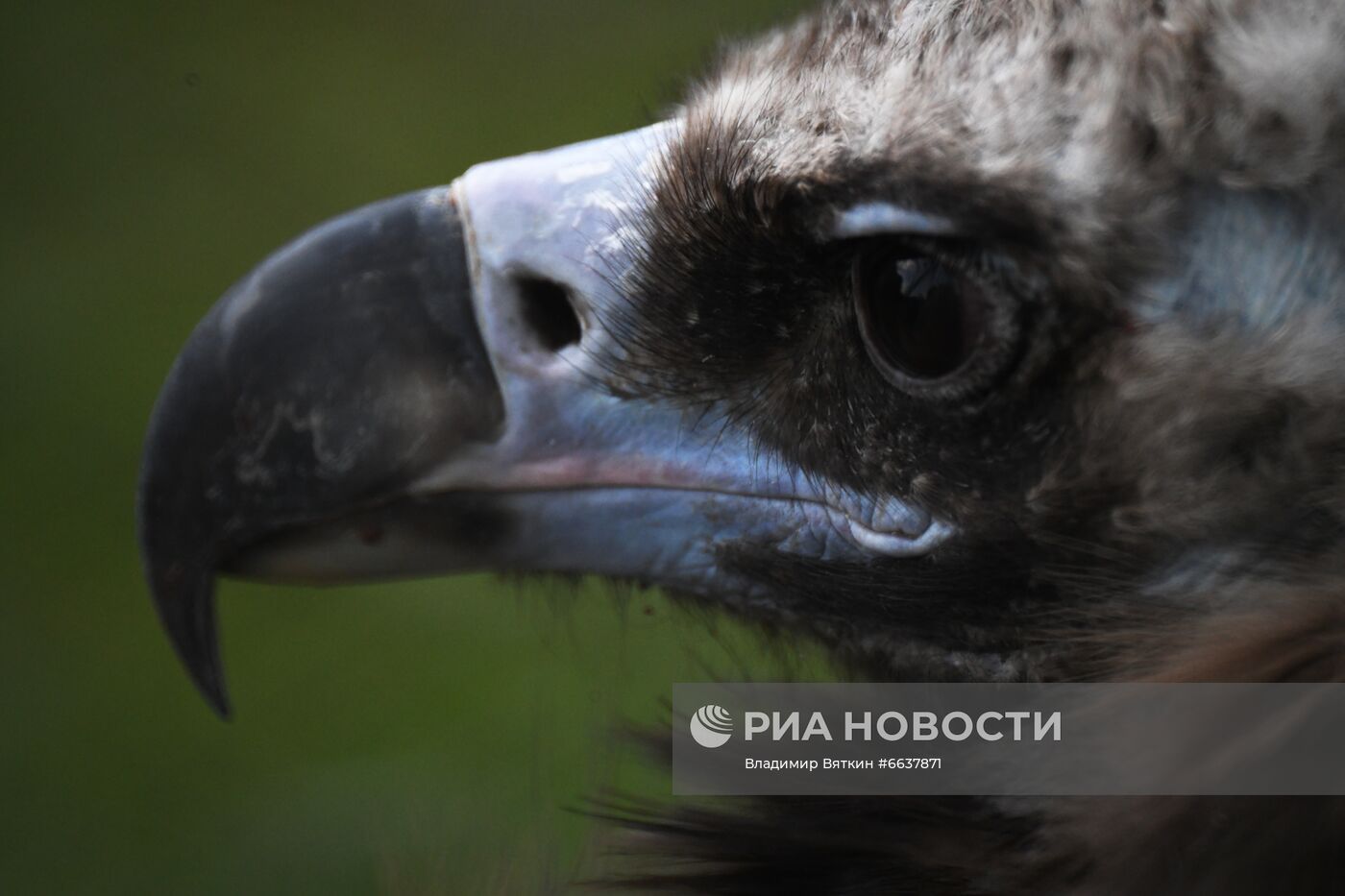 Московский зоопарк