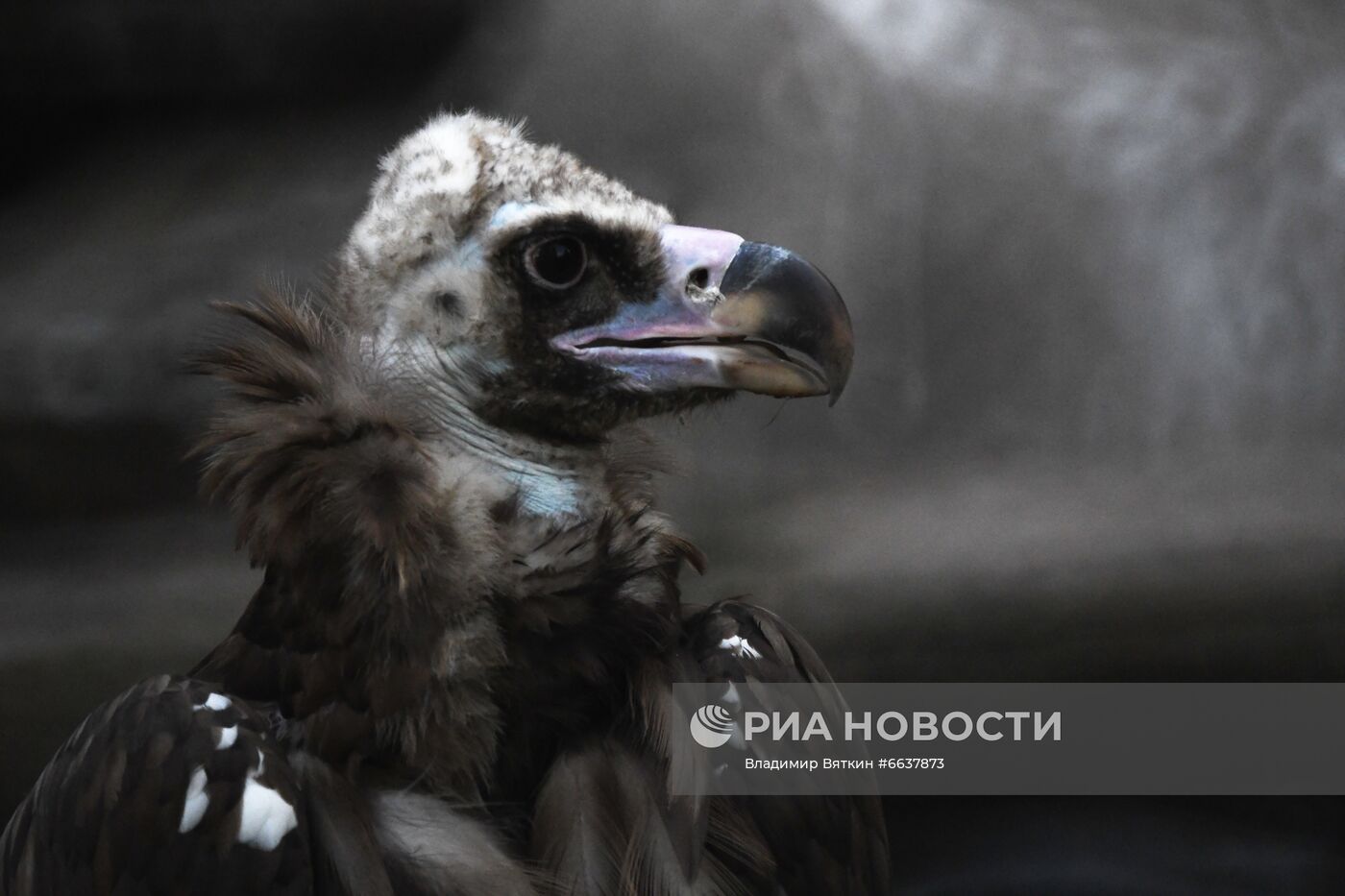 Московский зоопарк