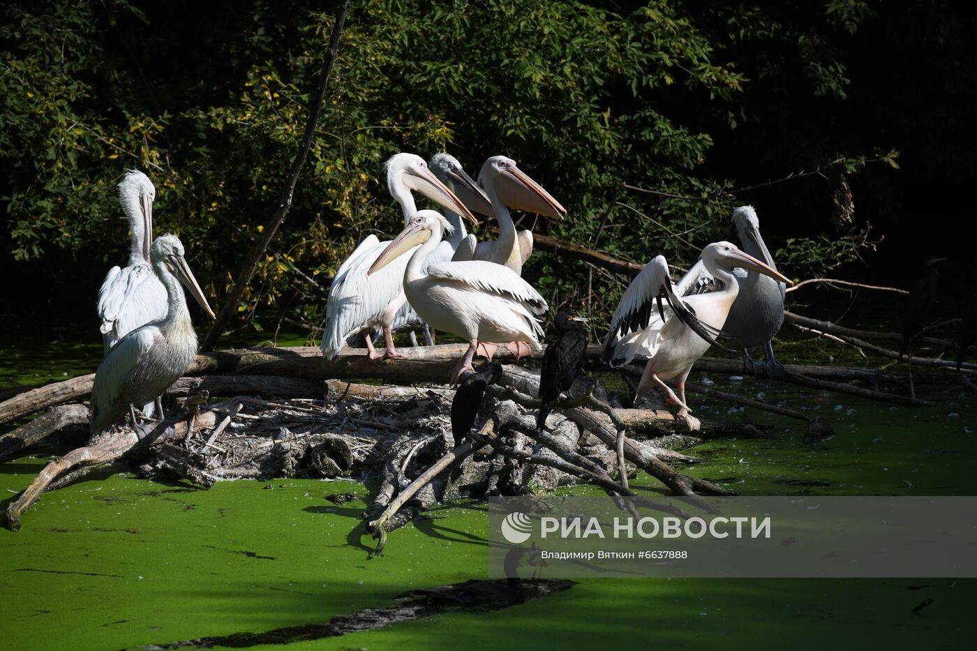 Московский зоопарк