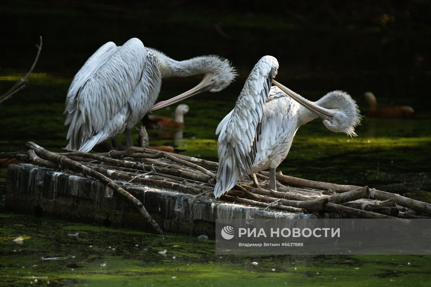 Московский зоопарк