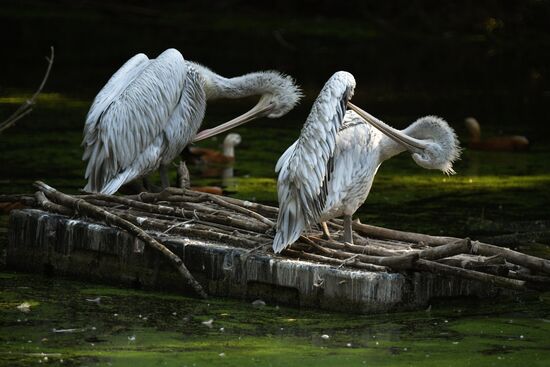 Московский зоопарк