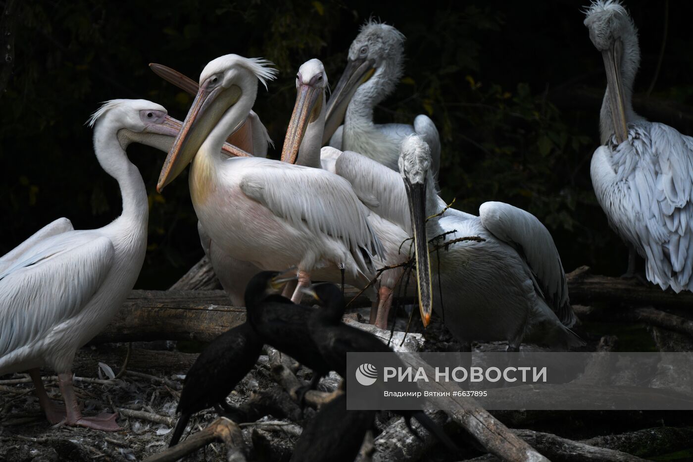 Московский зоопарк