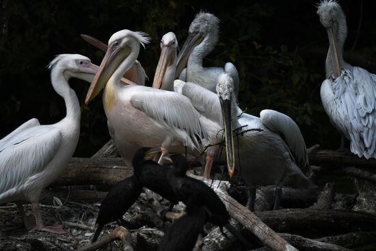 Московский зоопарк