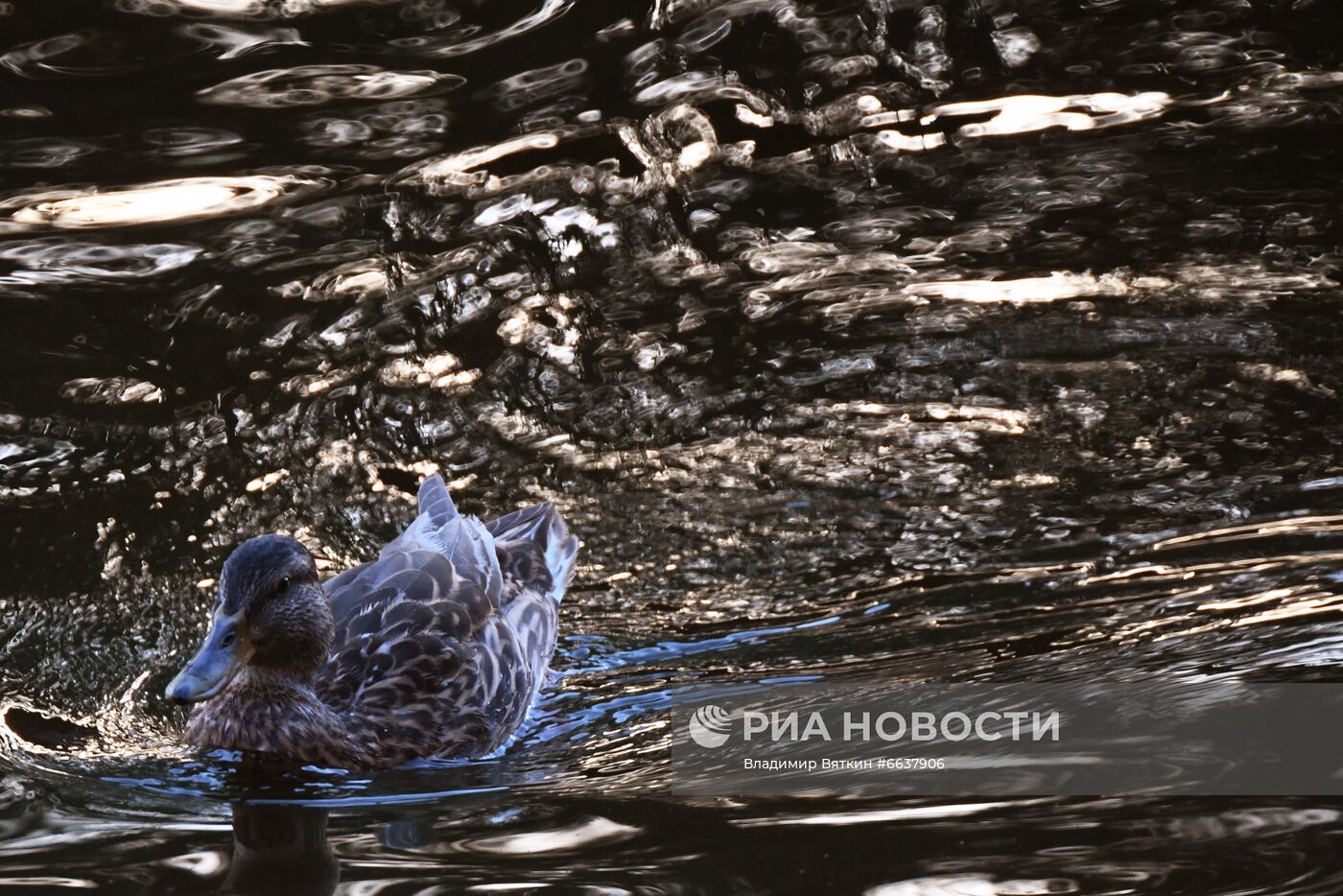 Московский зоопарк