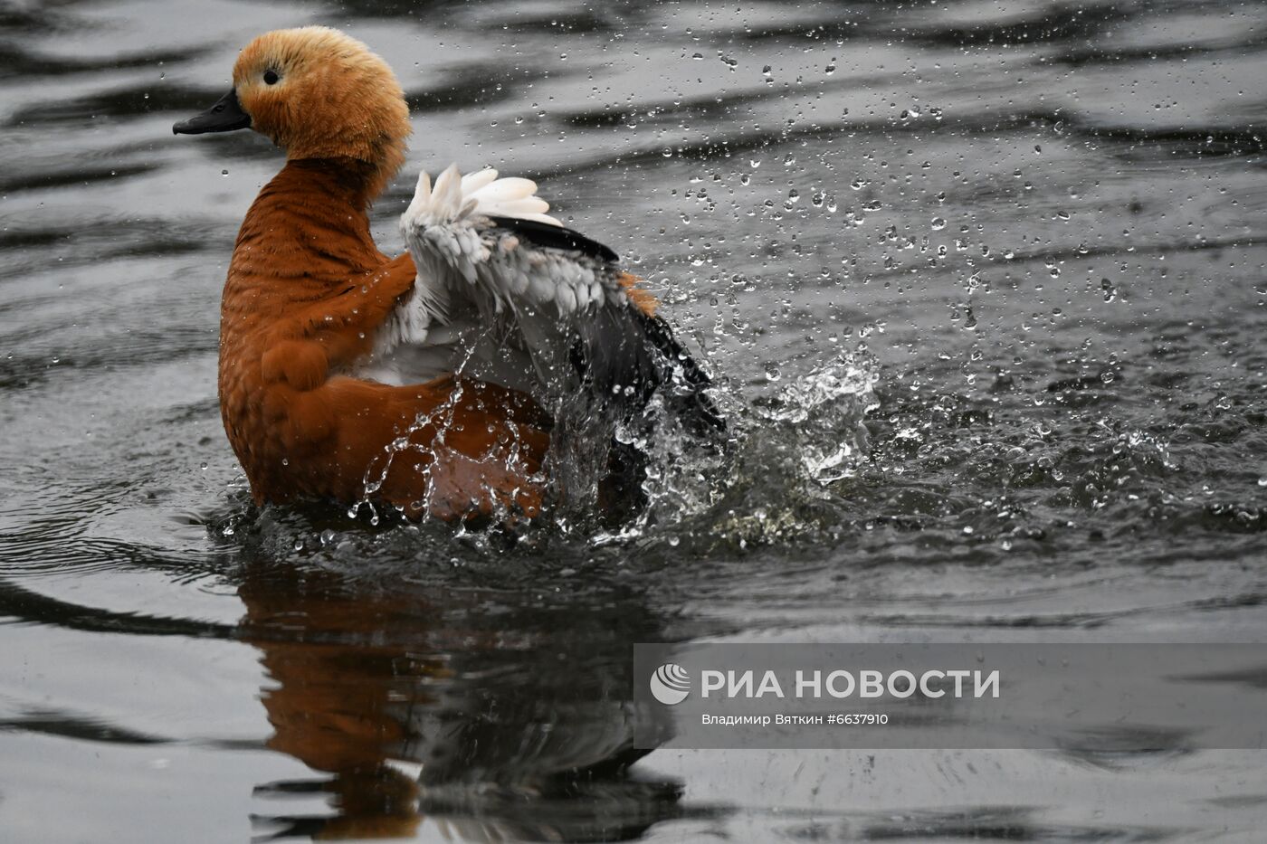 Московский зоопарк