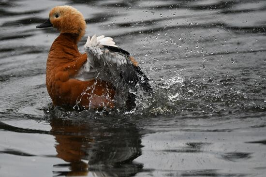 Московский зоопарк
