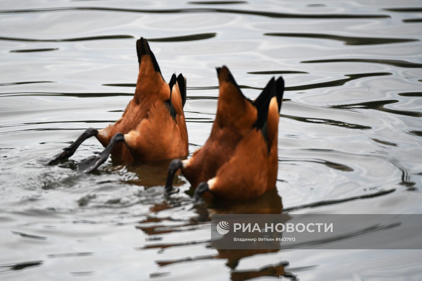 Московский зоопарк