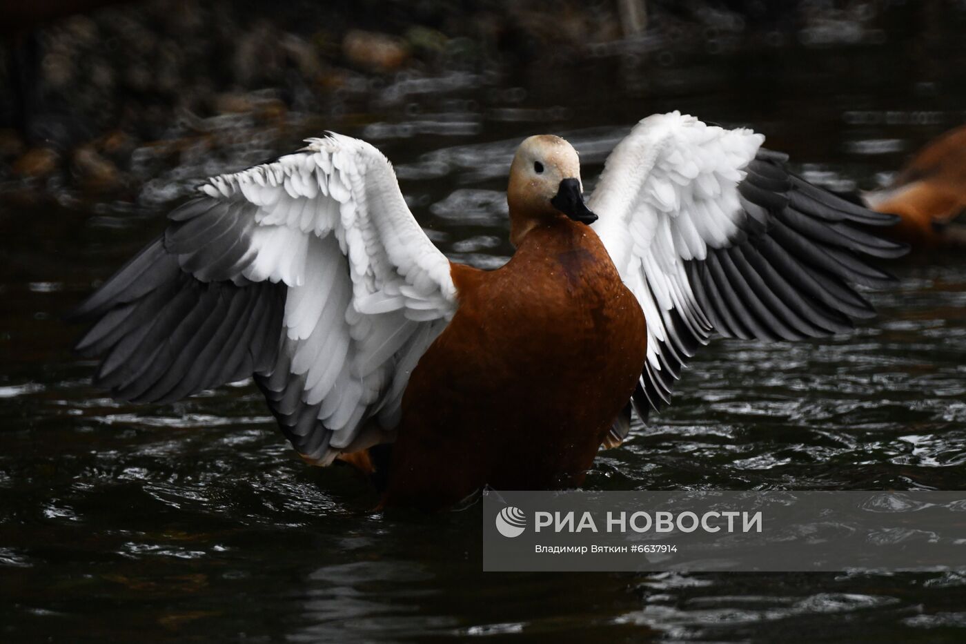 Московский зоопарк