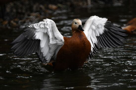 Московский зоопарк