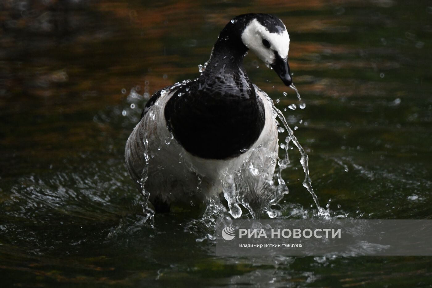 Московский зоопарк
