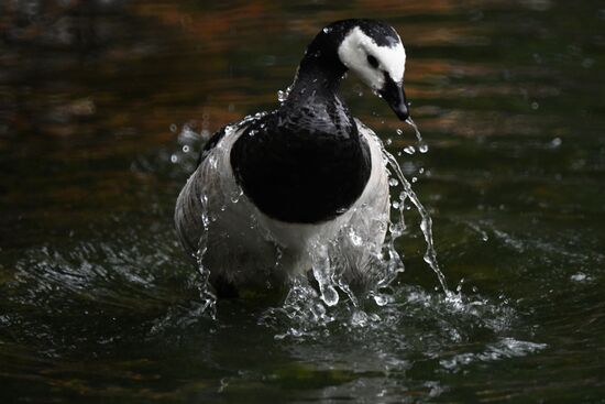 Московский зоопарк