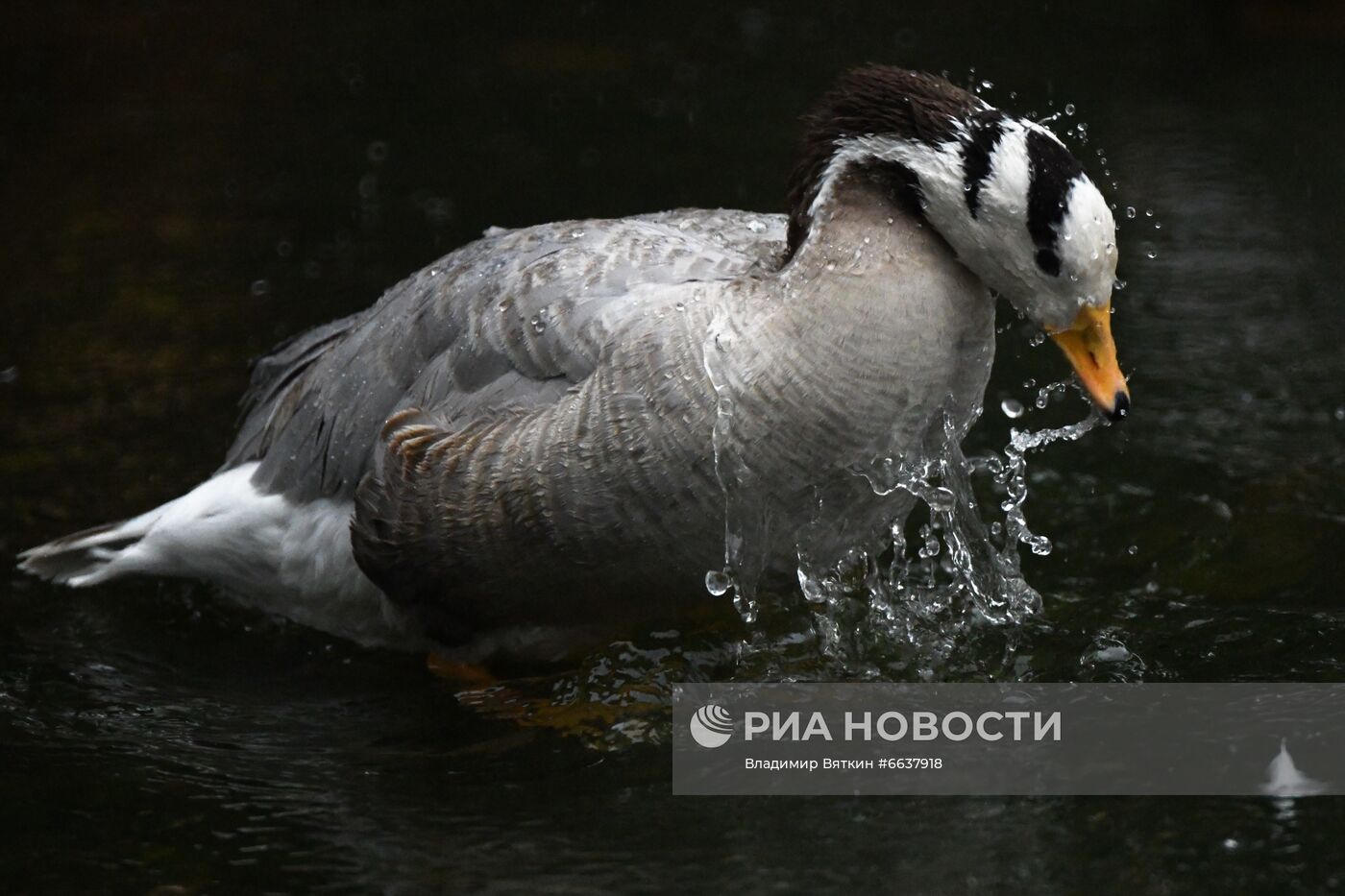 Московский зоопарк