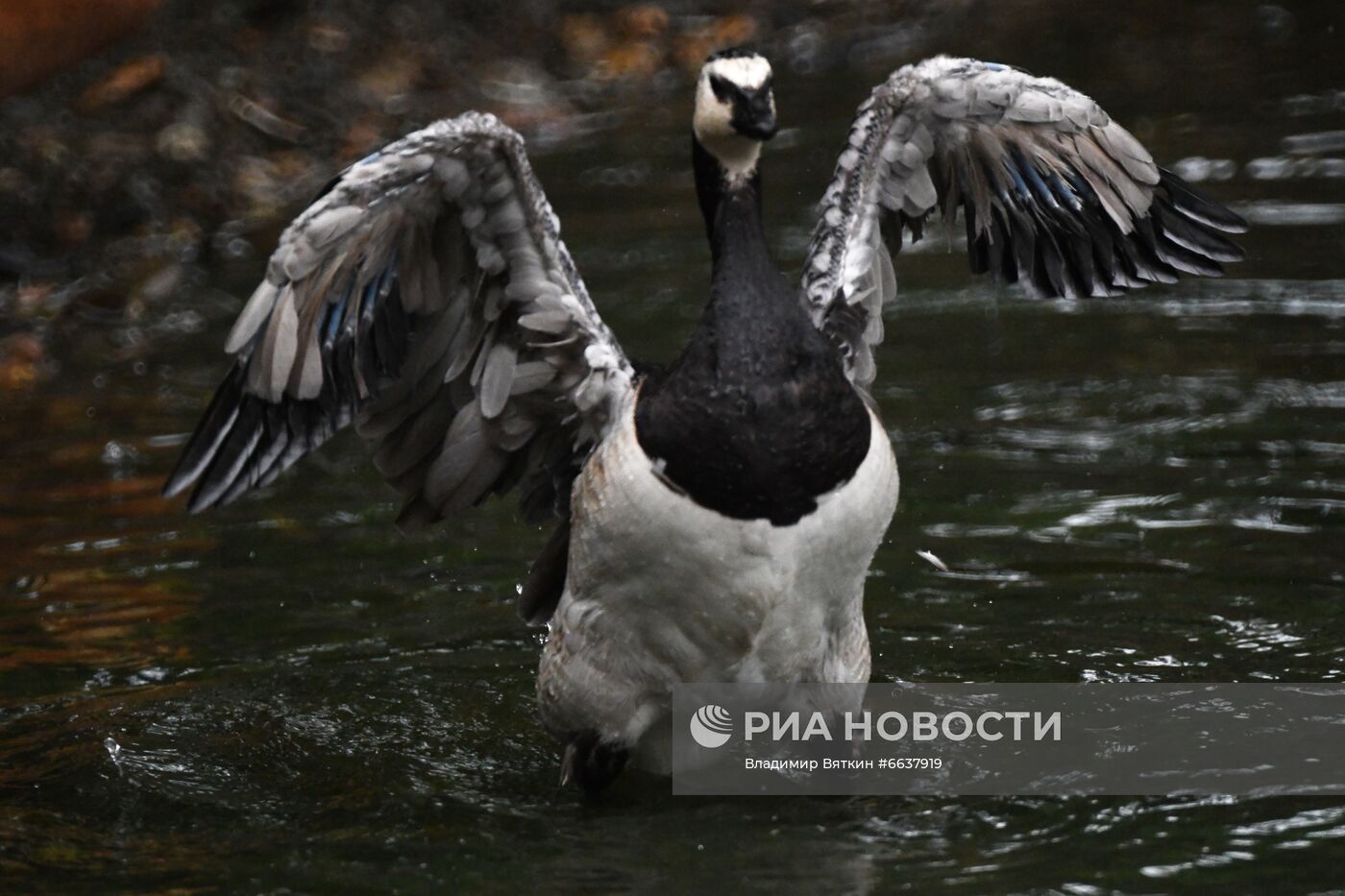 Московский зоопарк