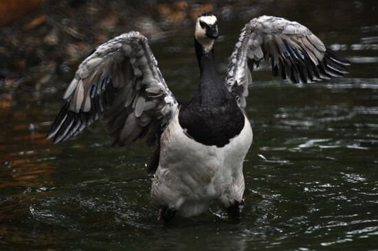 Московский зоопарк