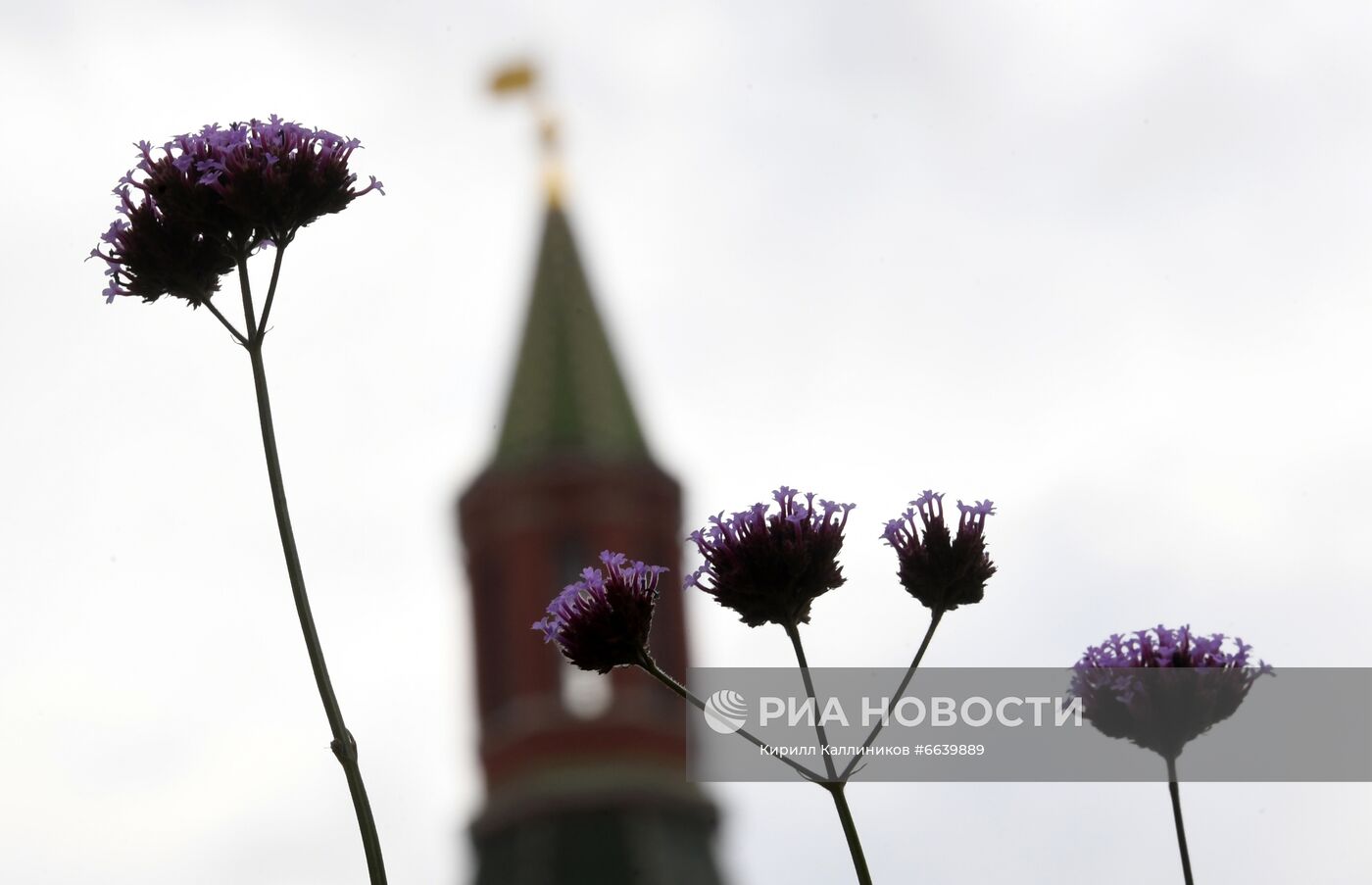 Фестиваль "Цветочный джем" в Москве 