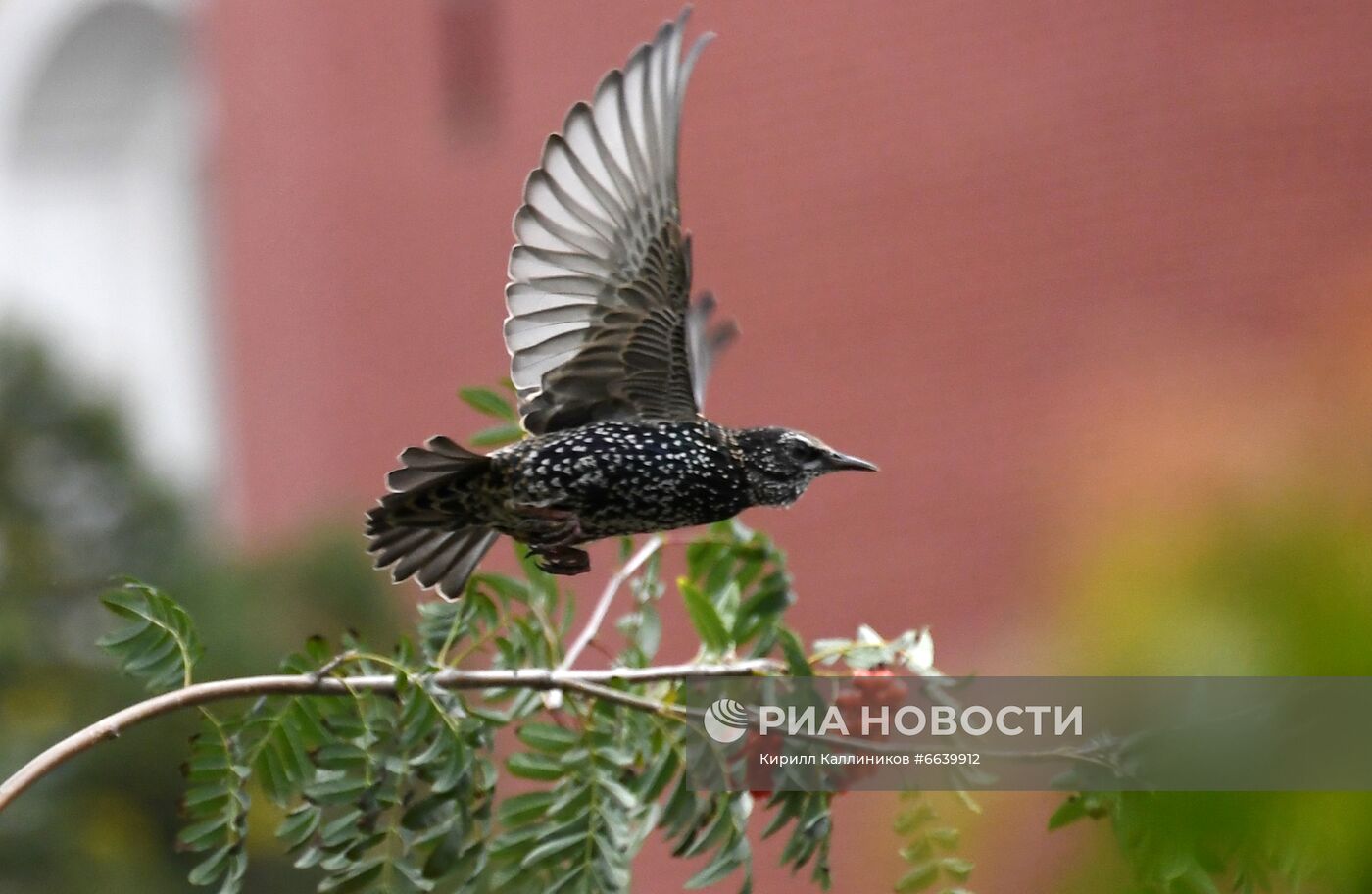 Фестиваль "Цветочный джем" в Москве 