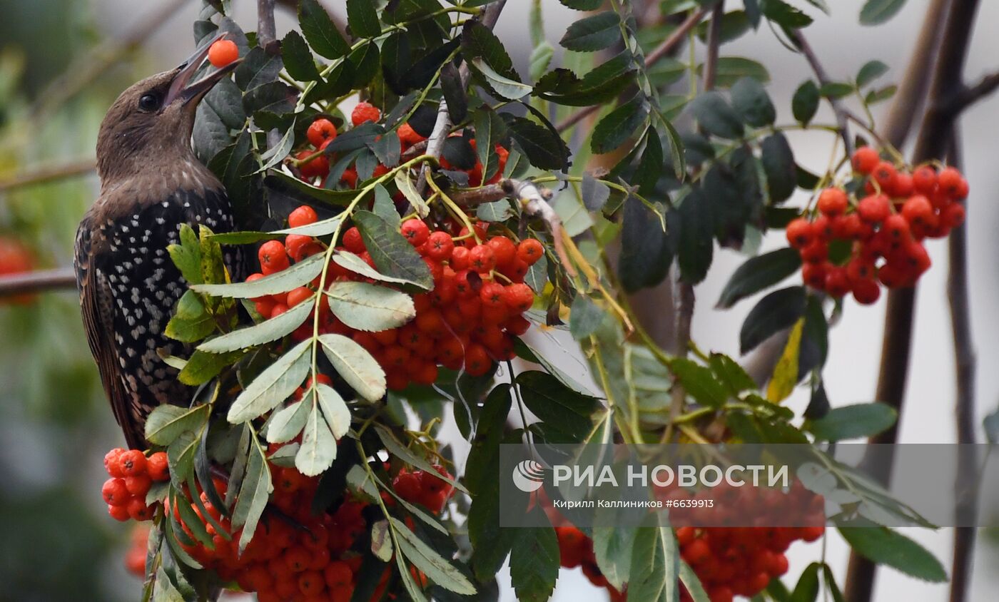 Фестиваль "Цветочный джем" в Москве 