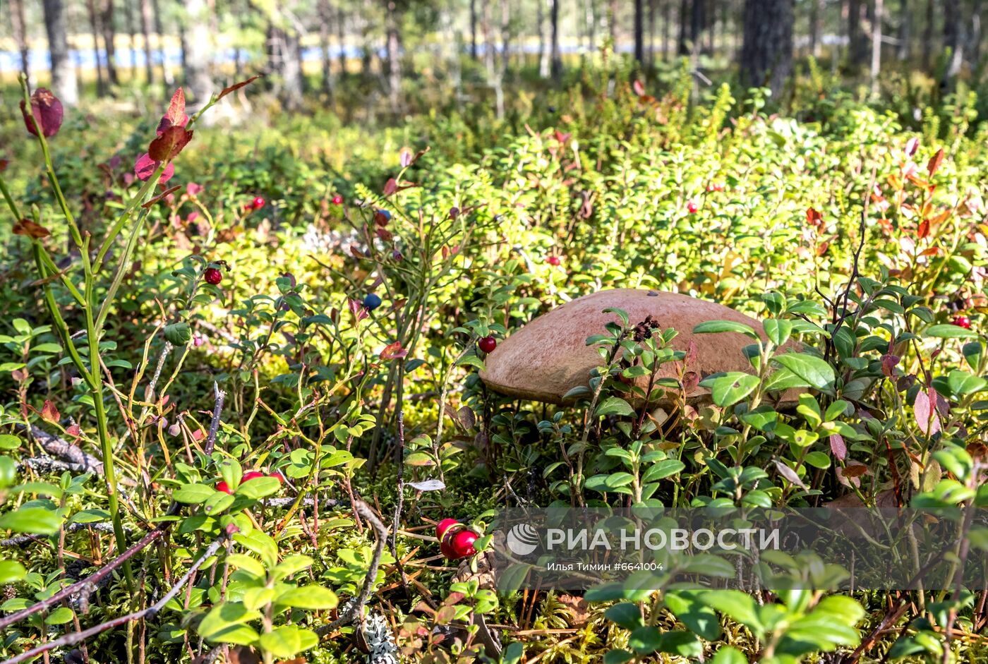 Регионы России. Карелия