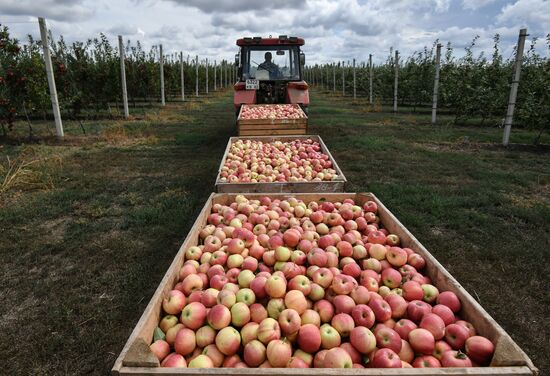 Сбор урожая яблок в Крыму