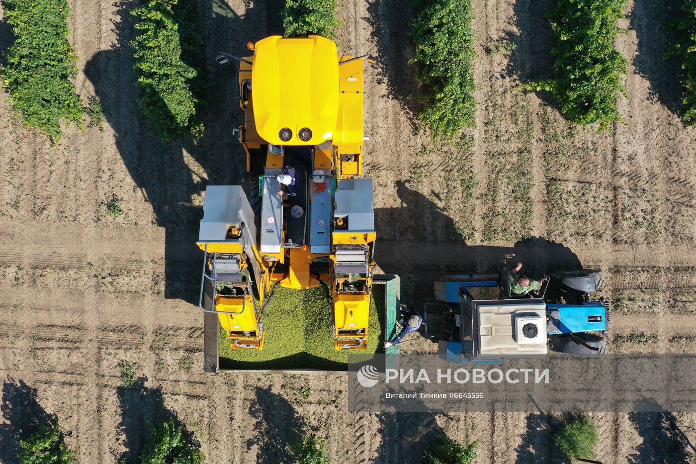 Производство вина на винодельне "Кубань-вино"