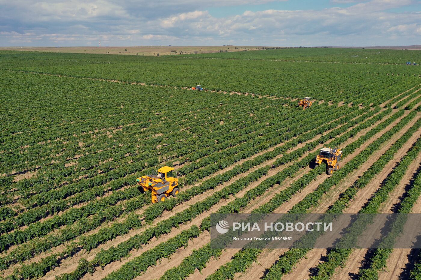 Производство вина на винодельне "Кубань-вино"