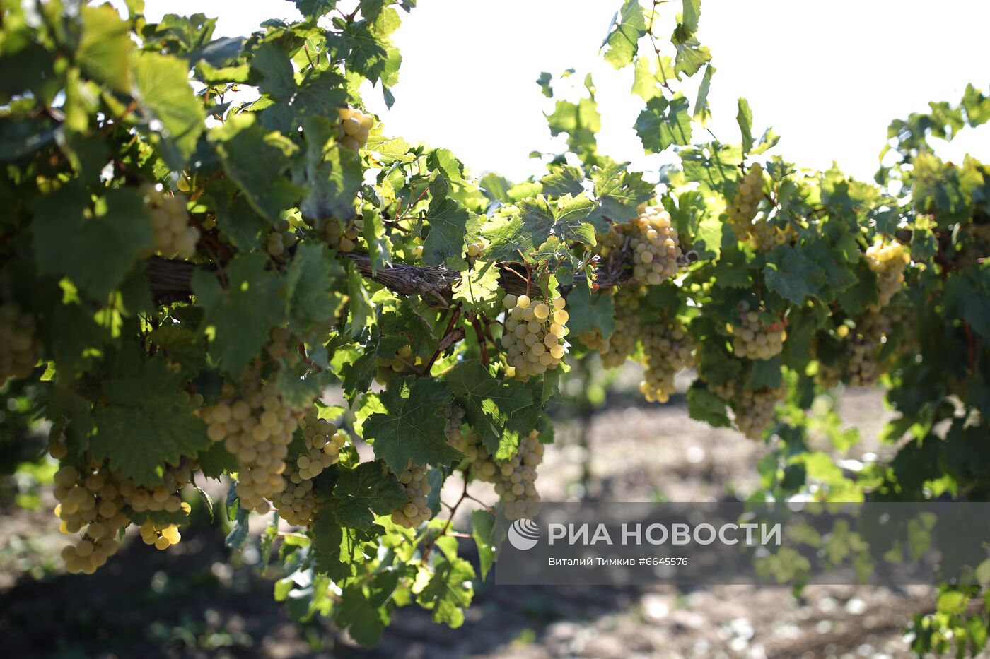 Производство вина на винодельне "Кубань-вино"