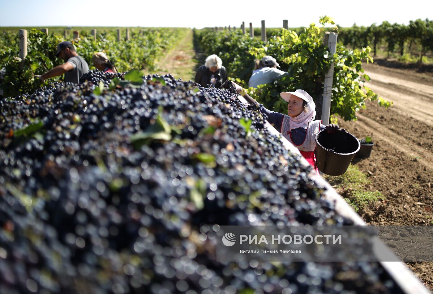 Производство вина на винодельне "Кубань-вино"