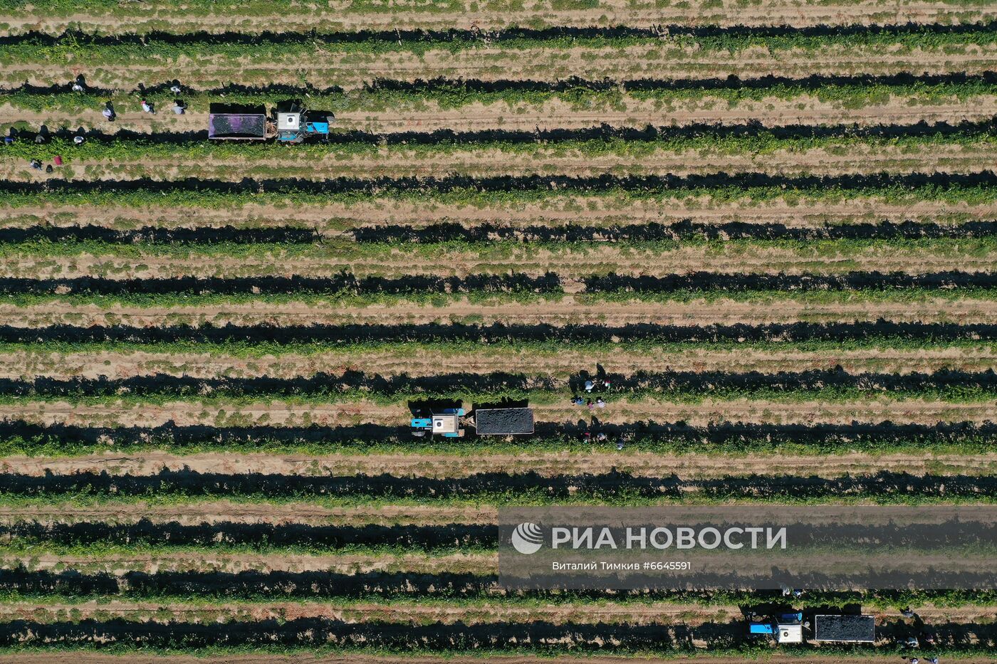 Производство вина на винодельне "Кубань-вино"