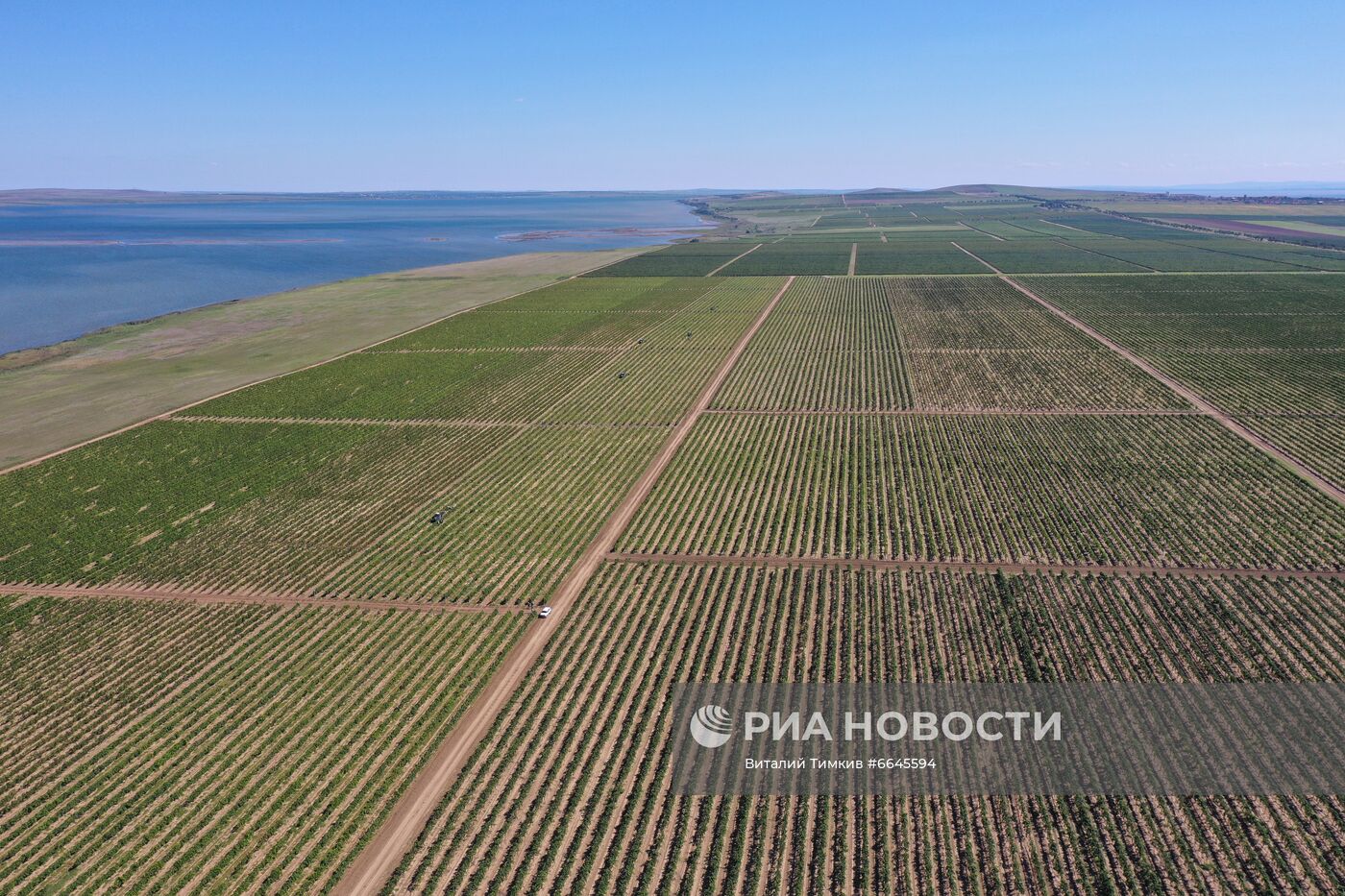 Производство вина на винодельне "Кубань-вино"