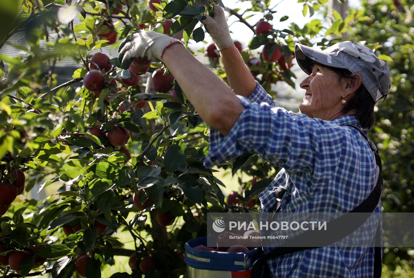 Сбор яблок в Краснодарском крае